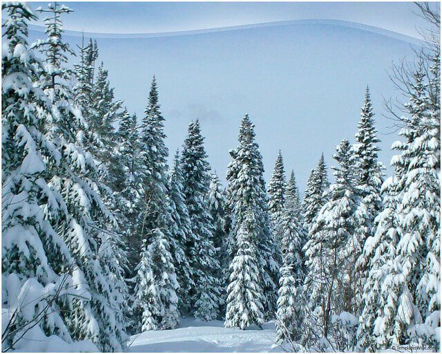Snow Covered Fir Keynote Template Snow Covered Fir Keynote Template